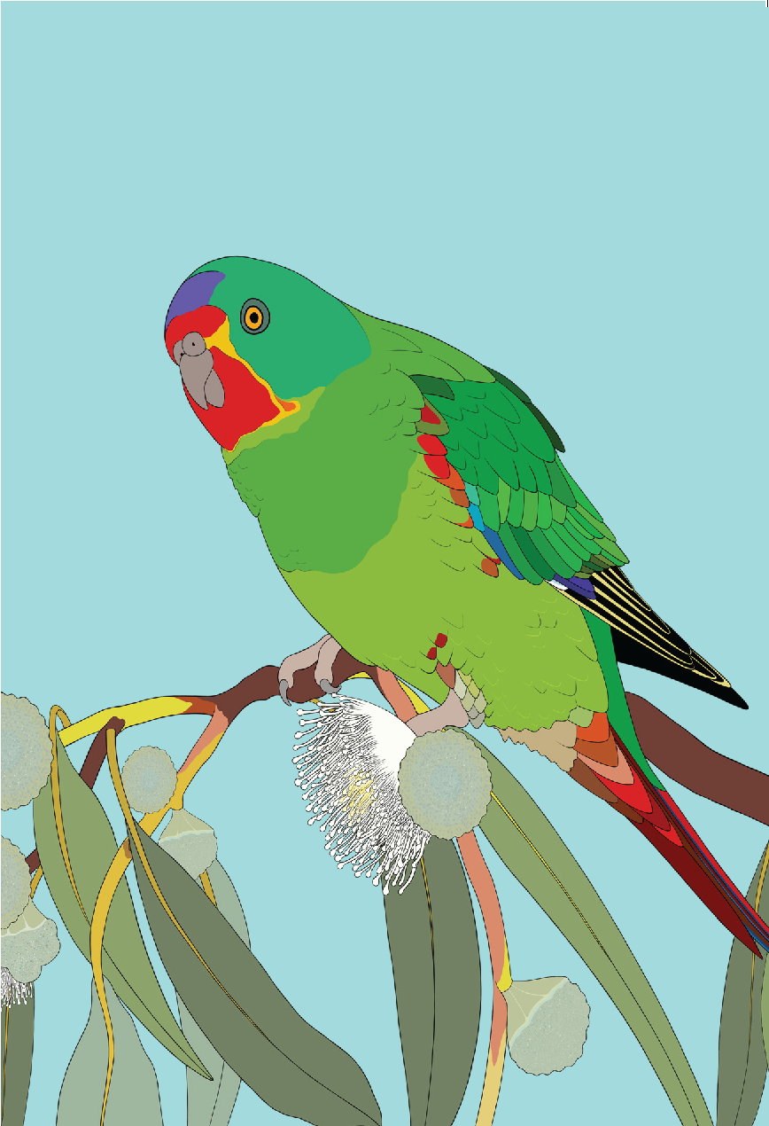 Swift Parrot Card