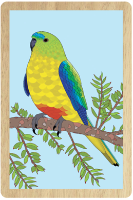 Orange-Bellied Parrot Wooden Magnet
